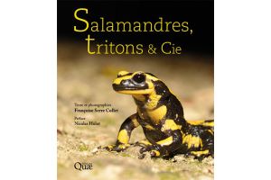 Salamandres, Triton & Cie